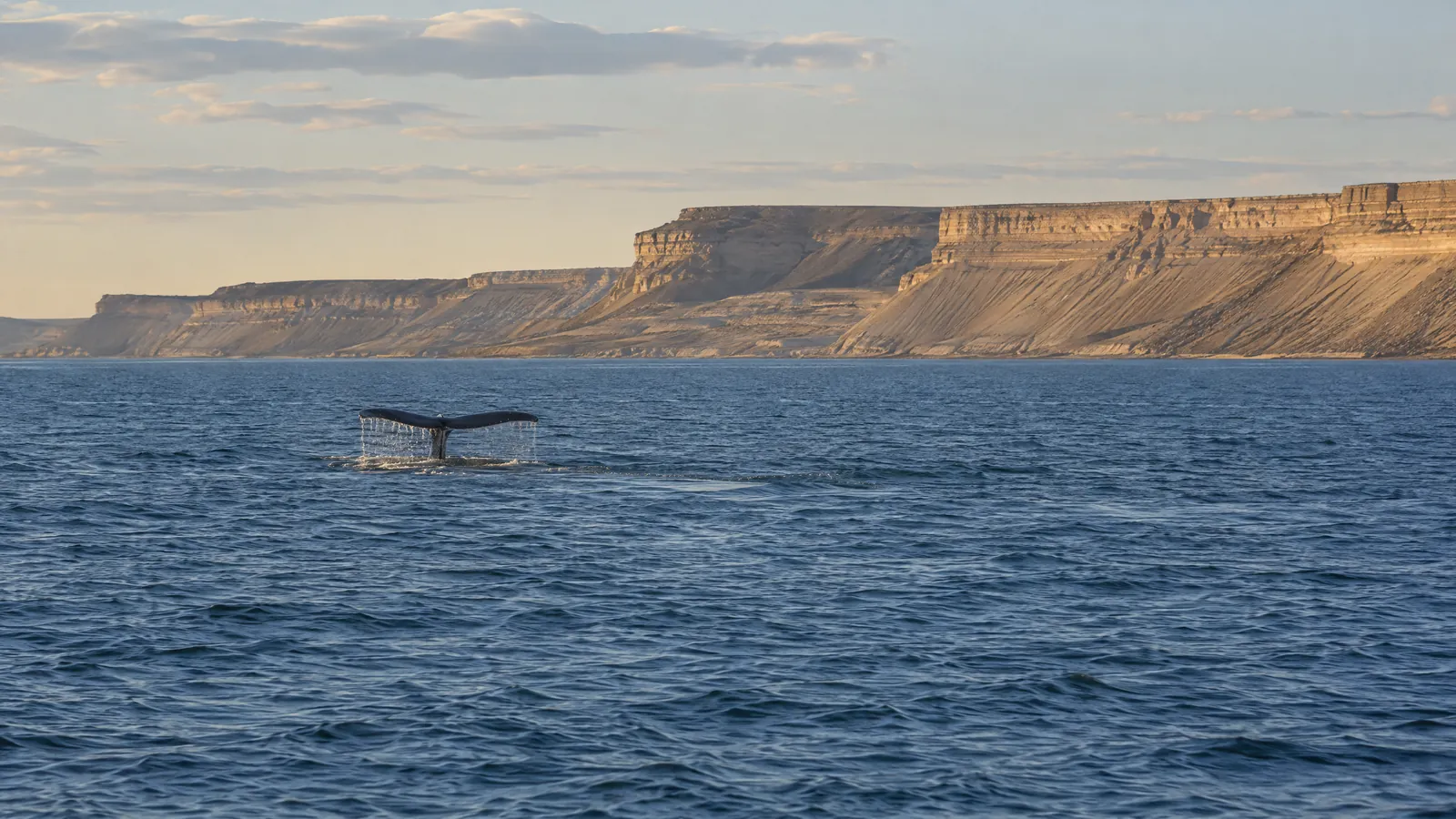 Ballena asomando la cola en el mar patagónico, con los acantilados de la costa al fondo