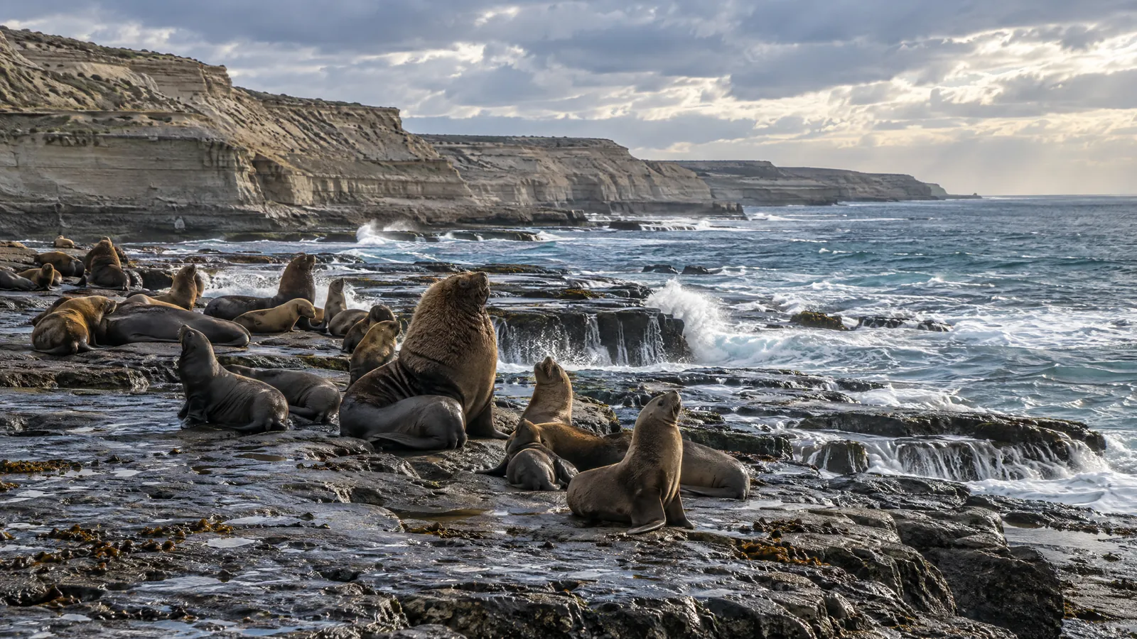 Lobos marinos descansando sobre las rocas de la costa patagónica